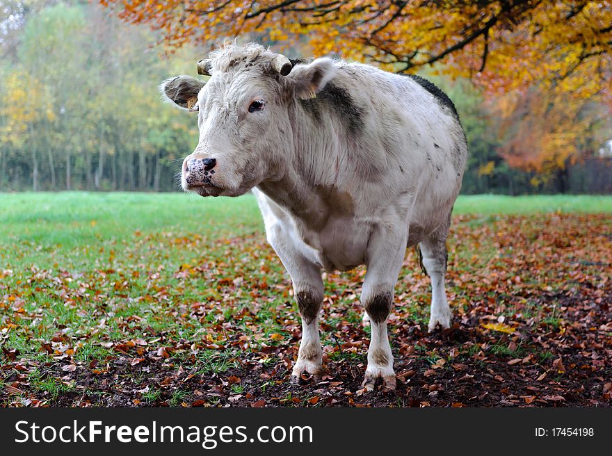 Cow with autumn landscape. Shallow DOF, focus on cow's head.