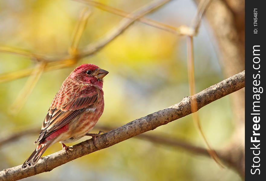 Male house finch, Carpodacus mexicanus, perched on a tree branch