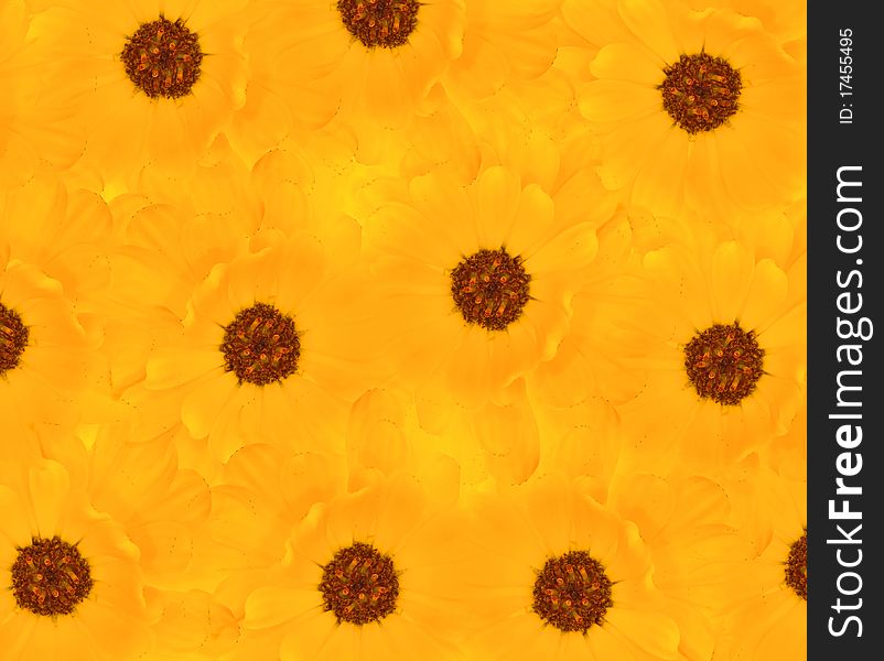 Background with bright yellow flowers. Background with bright yellow flowers