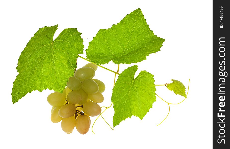 Green vine with grepes isolated on white background. Green vine with grepes isolated on white background