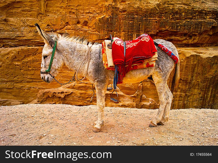 Donkey waiting for work in Petra Jordanian 2010