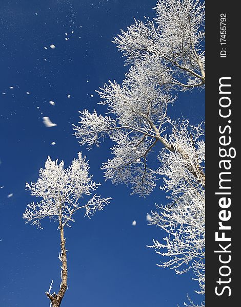 Snow covered trees with snow falling off