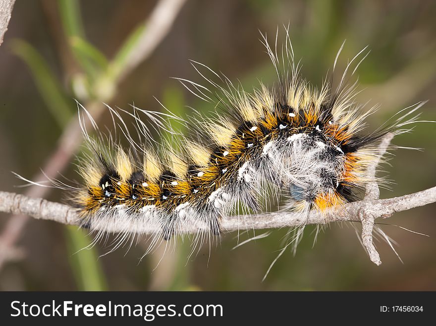 Close view detail of a lappet moth caterpillar on the vegetation.