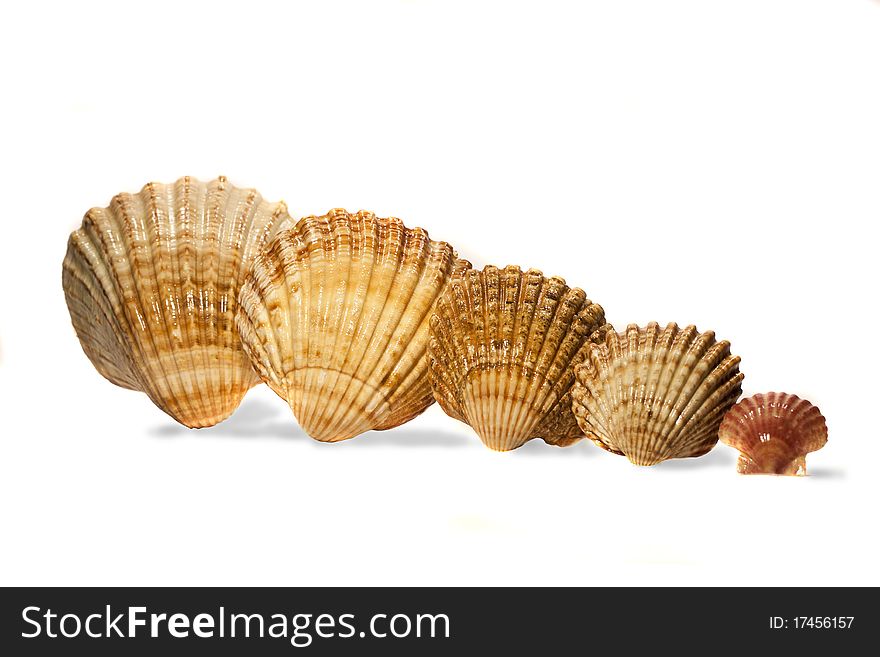 View of several seashells aligned on a descending way isolated on a white background.