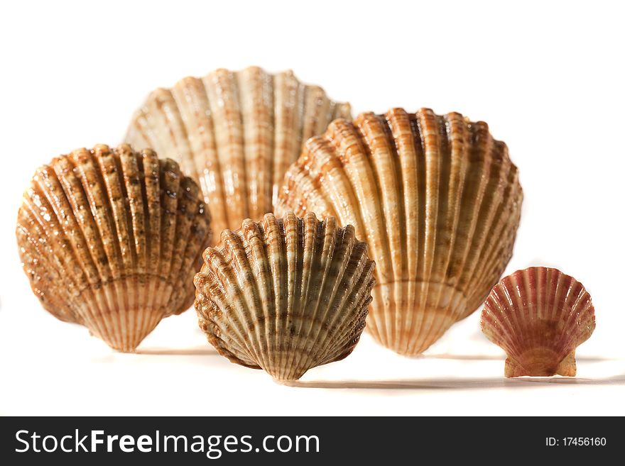 Close view detail of a bunch of seashells isolated on a white background.