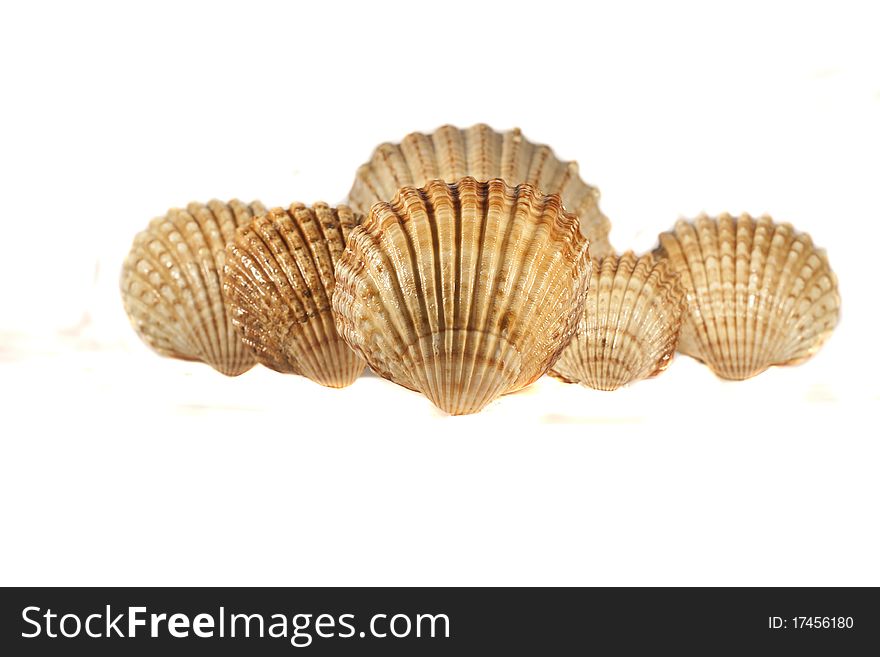 Close view detail of a bunch of seashells isolated on a white background.