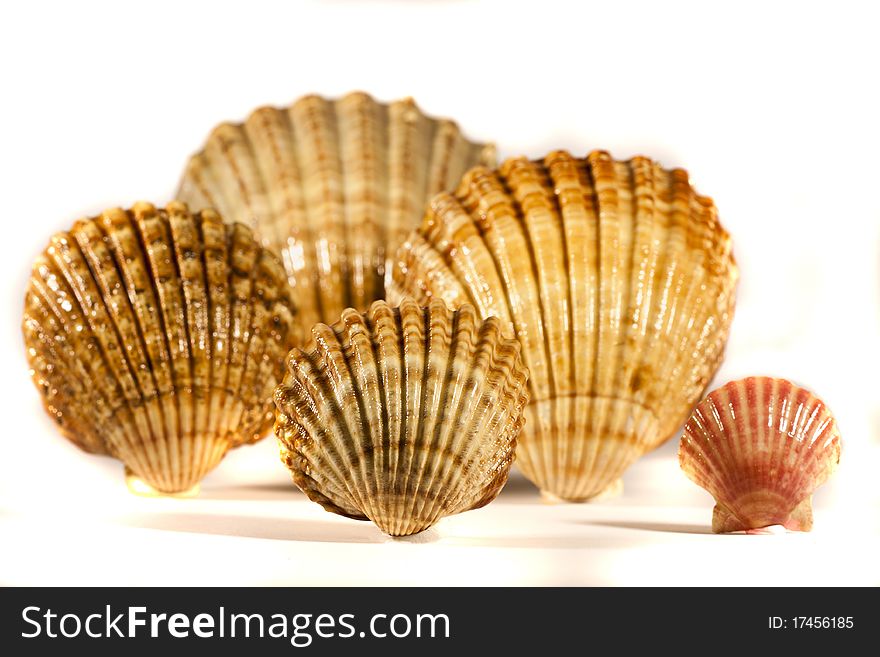 Close view detail of a bunch of seashells isolated on a white background.