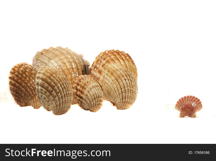 Close view detail of a bunch of seashells isolated on a white background.