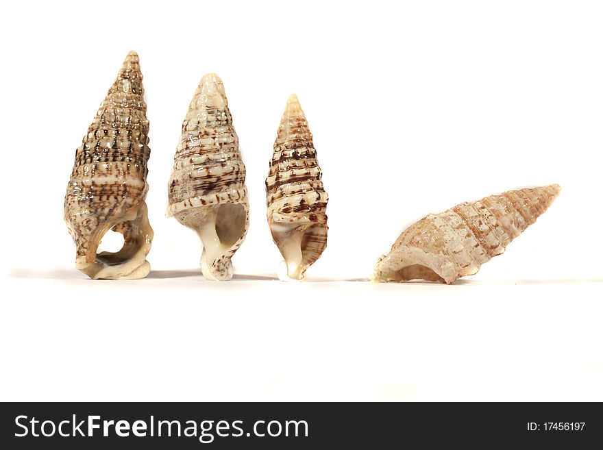 Group Of Seashells
