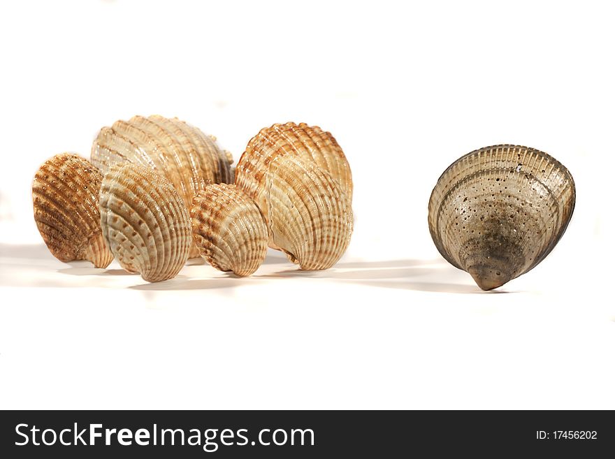 Close view detail of a bunch of seashells isolated on a white background. Close view detail of a bunch of seashells isolated on a white background.