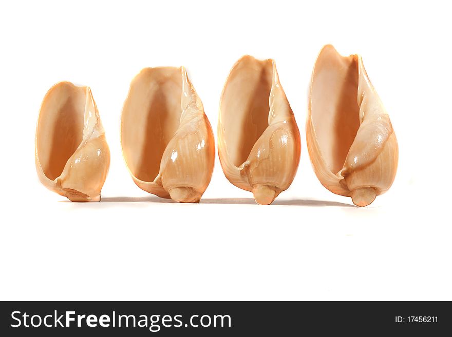 Close view detail of a group of different seashells isolated on a white background. Close view detail of a group of different seashells isolated on a white background.