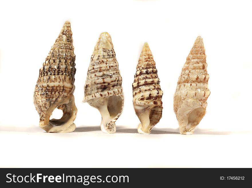 Close view detail of a group of different seashells isolated on a white background. Close view detail of a group of different seashells isolated on a white background.