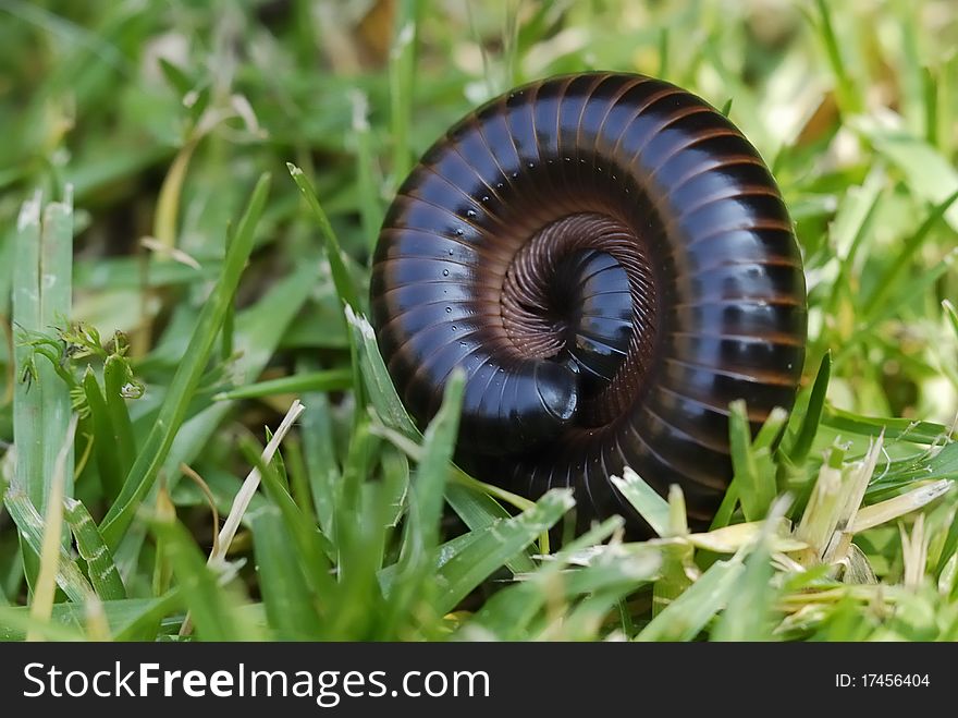 Close up of a Millipede that is rolled up