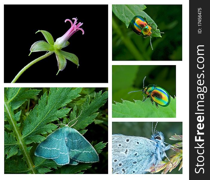 Pink flower, green leaf beetle, blue moth, blue butterfly. Pink flower, green leaf beetle, blue moth, blue butterfly