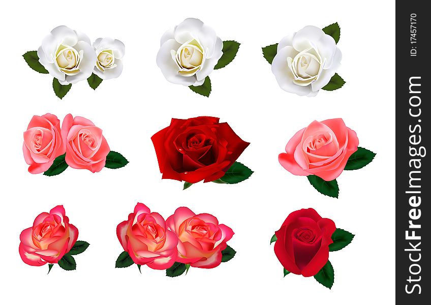 Set of a beautiful roses on a white background. Vector.