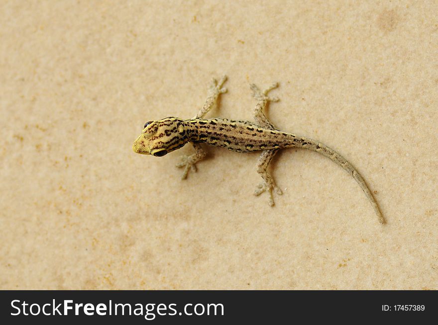 A young gecko on the sand