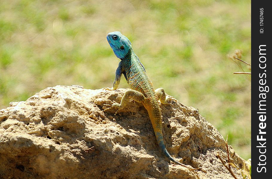 A blue headed tree agama on a rock. A blue headed tree agama on a rock