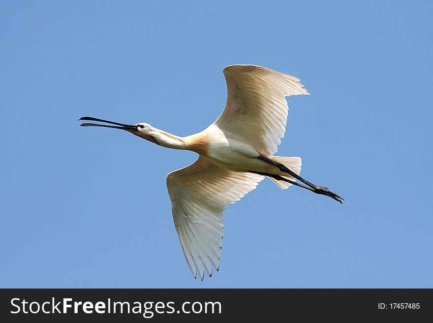 Spoonbill (Platalea Leucorodia) In Flight