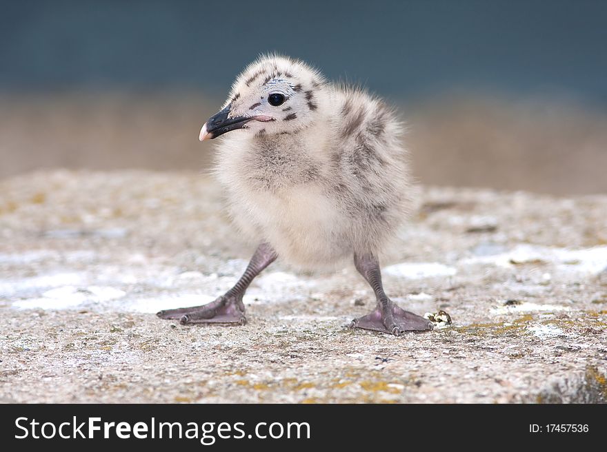 Yellow-legged Gull (Larus michahellis) chick on th