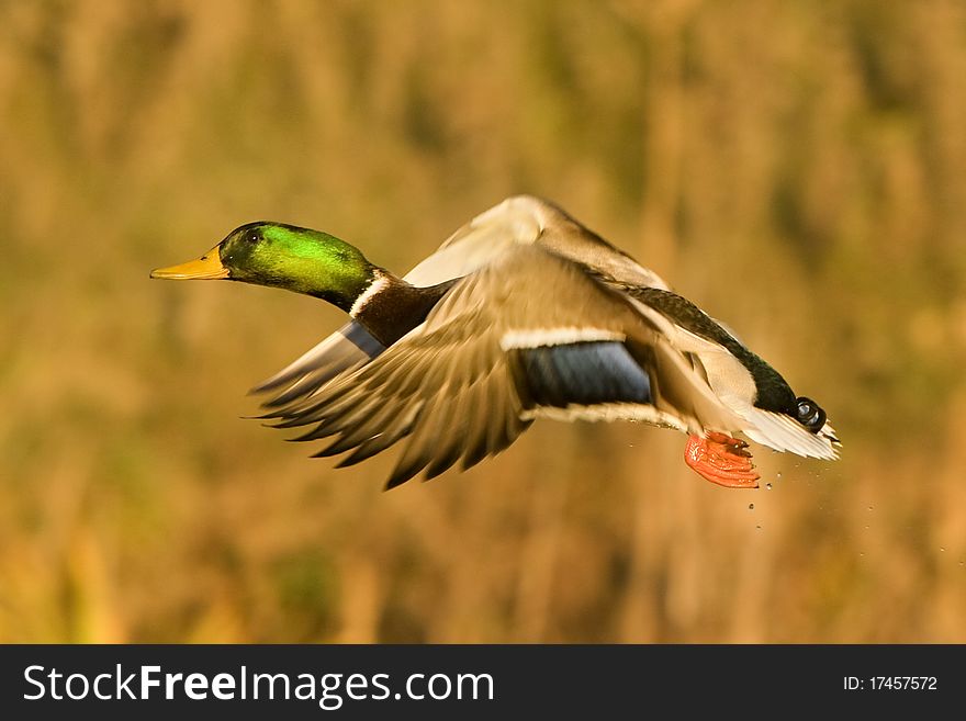 A mallard duck in flight against a fall background.