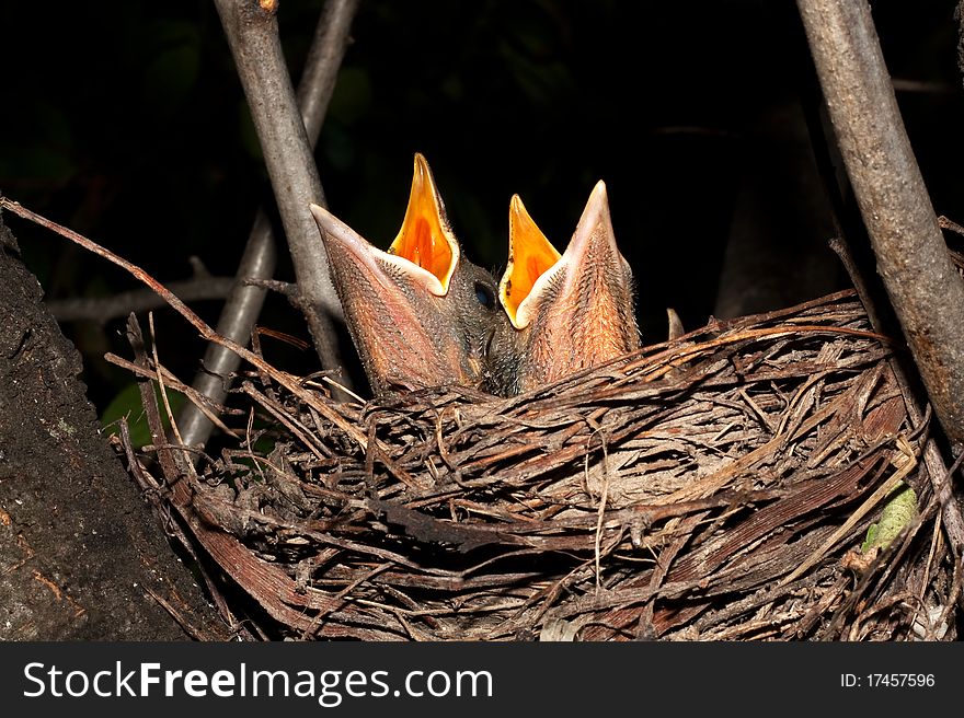 Hungry baby blackbirds in the nest / Turdus merula. Hungry baby blackbirds in the nest / Turdus merula