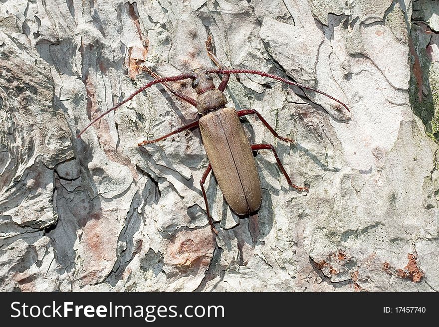 Grain Support Beetle / Megopsis Scabricornis