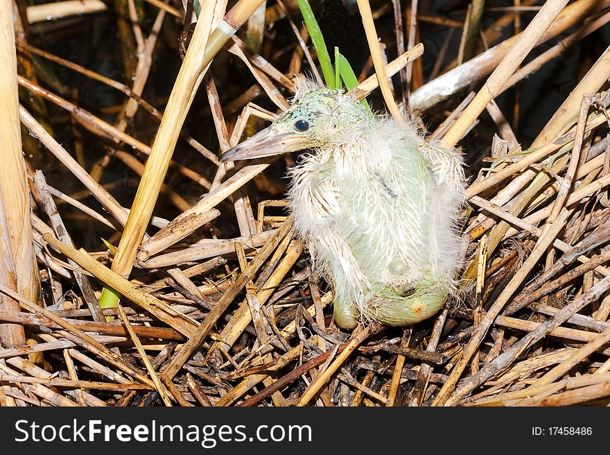 Little egret chick ( Egretta garzetta )