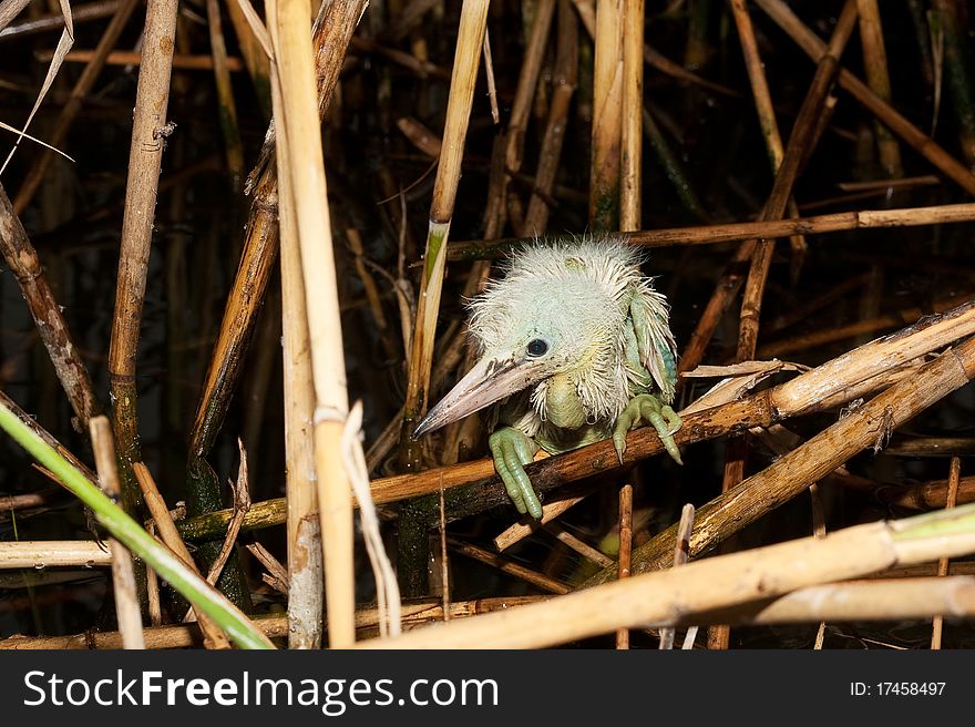 little egret chick ( Egretta garzetta )