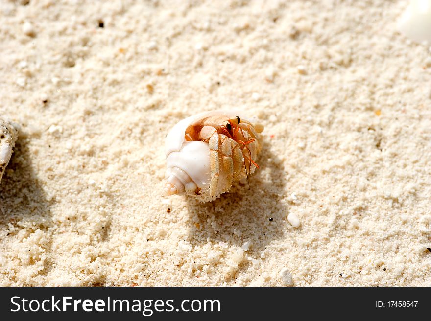 Crab in the sea shell in Maldives