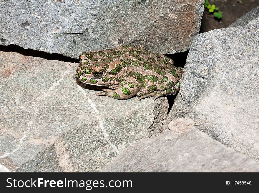 Green Toad (Bufo Viridis) On The Hot Rocks