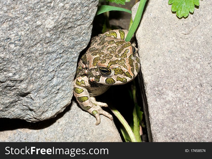 Green toad (Bufo viridis) on the hot rock