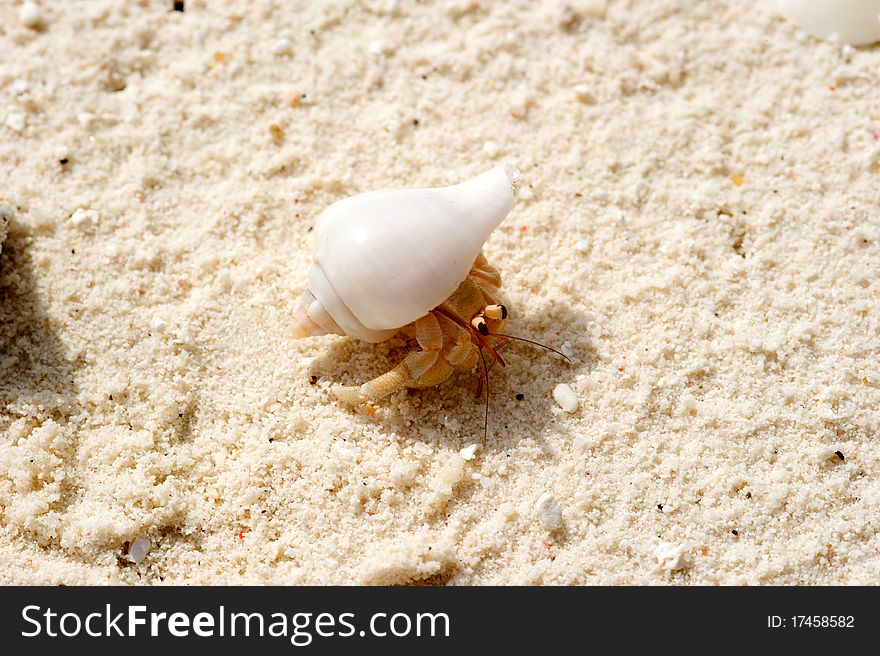 Crab in the sea shell in Maldives