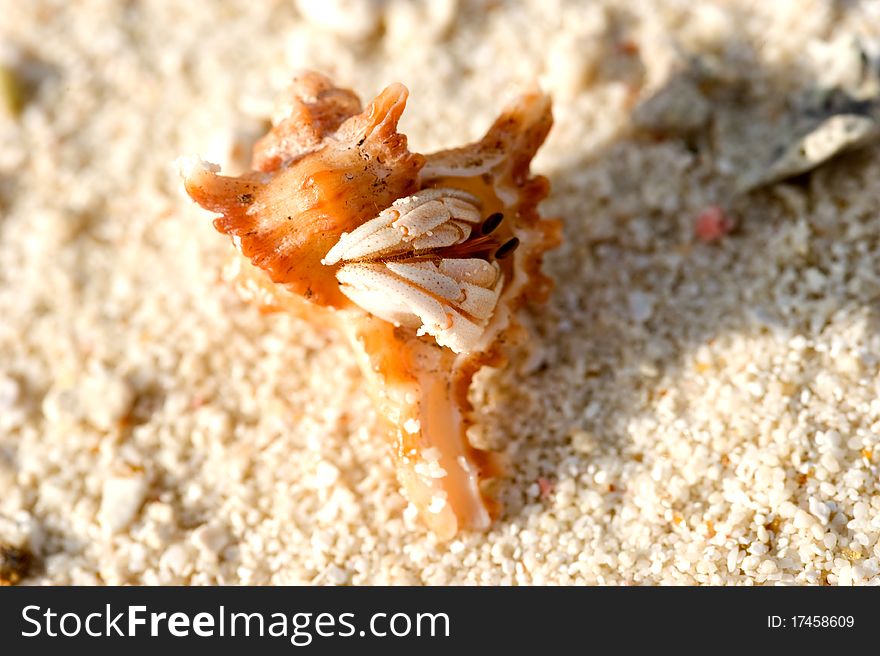 Crab in the sea shell in Maldives