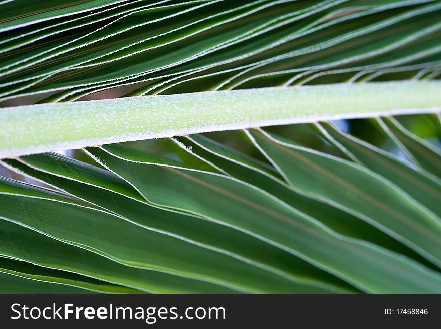 Palm tree green leaf macro picture. Palm tree green leaf macro picture