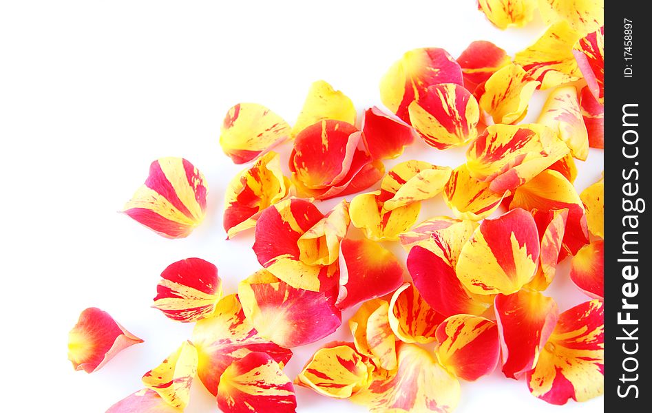 Rose petals isolated on white. Rose petals isolated on white