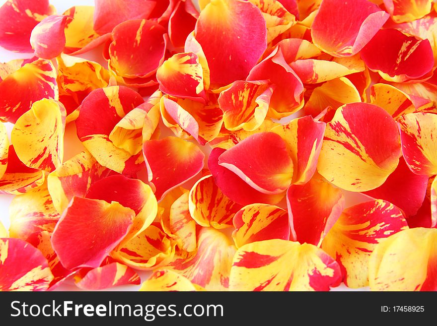 Red yellow rose petals as background