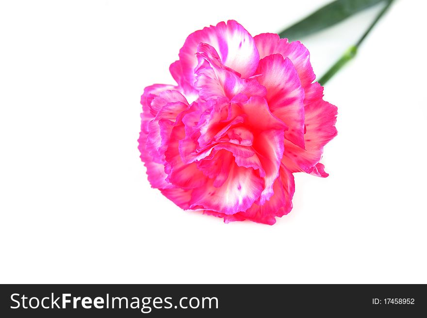 Pink carnations isolated on white back. Pink carnations isolated on white back