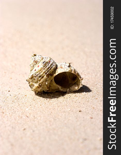 Sea Shell On The Sand