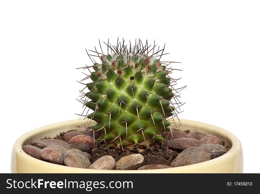 Indoor cactus on a white background