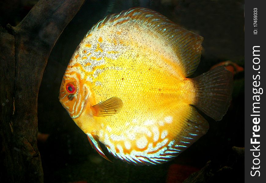 Discus are a genus of three species of cichlid freshwater fishes native to the Amazon River basin. Discus are a genus of three species of cichlid freshwater fishes native to the Amazon River basin