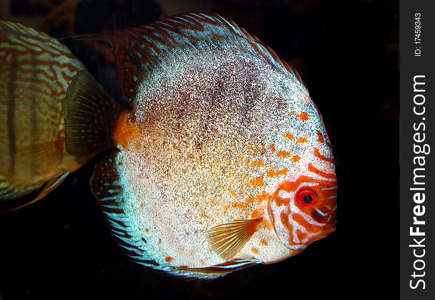 Discus are a genus of three species of cichlid freshwater fishes native to the Amazon River basin. Discus are a genus of three species of cichlid freshwater fishes native to the Amazon River basin