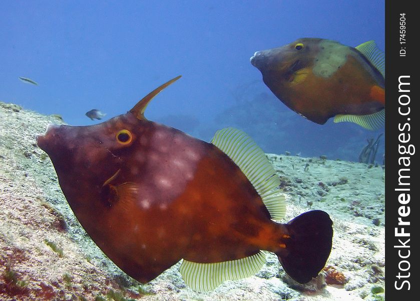 A pair of whitespotted filefish move along the reef in the carribean sea;