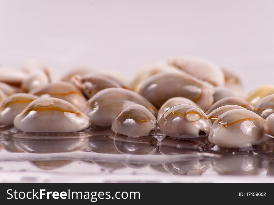 Shells in Water with Reflection
