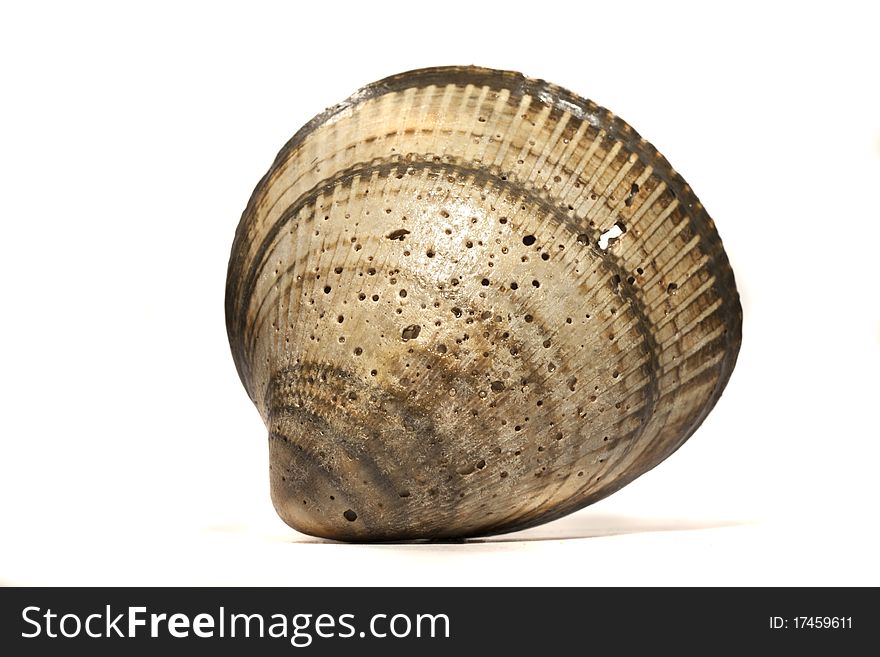 Close up view of a cockle shell isolated on a white background. Close up view of a cockle shell isolated on a white background.