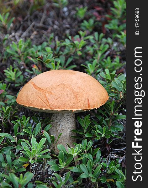 Close up mushroom with red cap