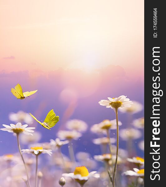 Art beautiful chamomile floral background; blooming flower meadow  in spring on sunny blue sky  background