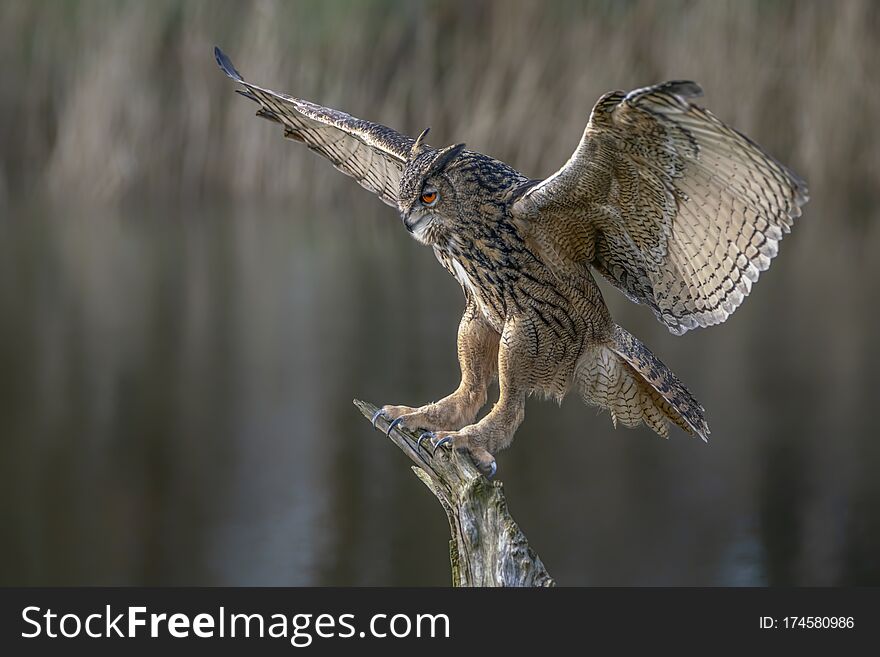 Landing Of A Eurasian Eagle-Owl Bubo Bubo  Reaching Out To Perch On Branch. Noord Brabant In The Netherlands.
