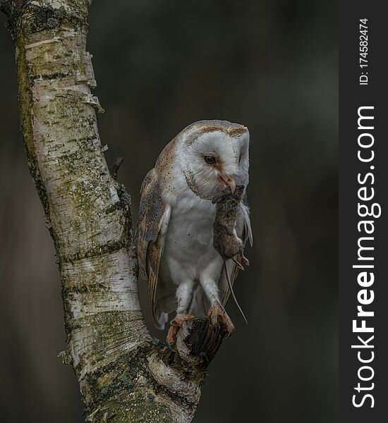 Beautiful Barn Owl Tyto Alba Eating A Mouse Prey At Dusk. Dark Background.  Noord Brabant In The Netherlands.
