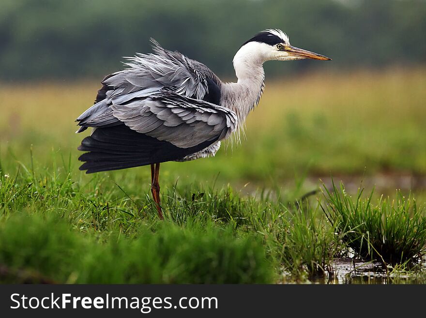 The grey heron Ardea cinerea standing and fishing in the water.A large heron with a burled feather and a green background