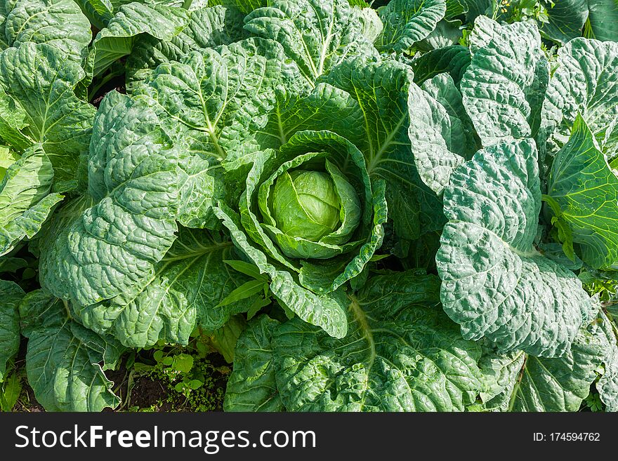 Green Fresh cabbage. View of green cabbages plants. Fresh green cabbage maturing heads growing in vegetable farm. Vegetarian food concept.